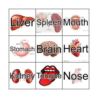 Human Body Organs Bingo Card