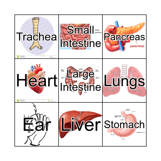 Human Body Organs Bingo Card