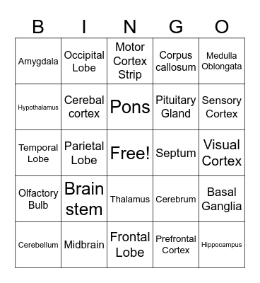 Parts of the Brain Bingo Card