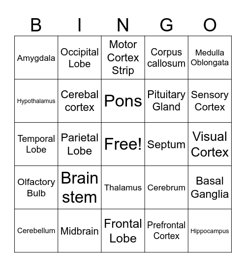 Parts of the Brain Bingo Card