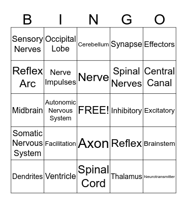 Nervous System Bingo Card