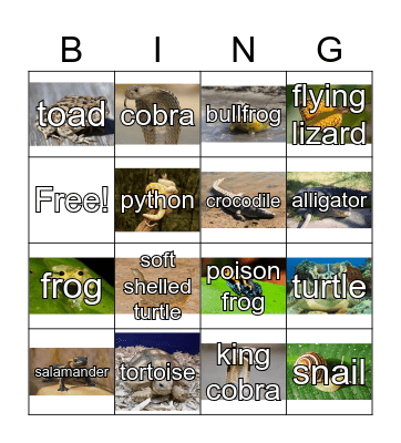 Reptile Bingo Card
