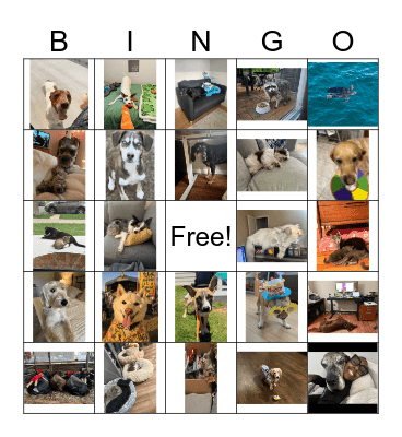 Summer Thyme Pets Bingo Card