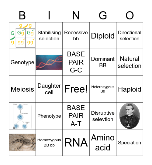 Heredity and Evolution Bingo Card
