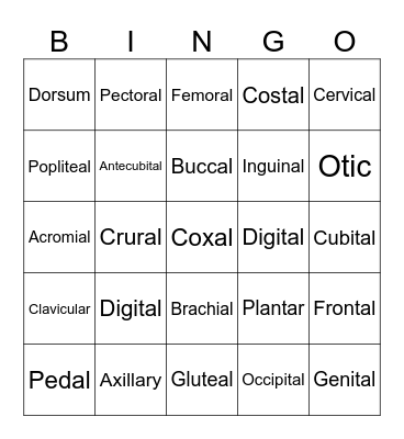 Body Landmarks Bingo Card