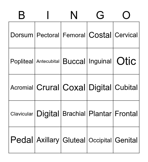 Body Landmarks Bingo Card