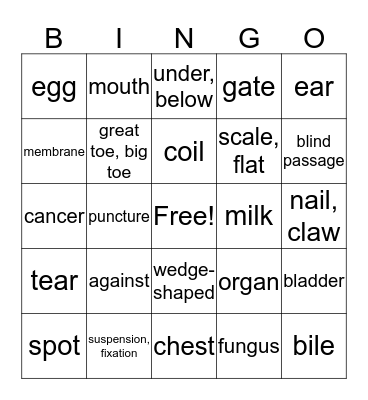 Lesson 5 Medical Terminology Bingo Card