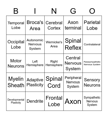 Year 10 Nervous Systems Bingo Card
