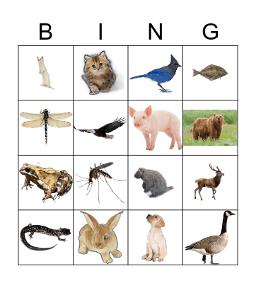 Animals Bingo Card