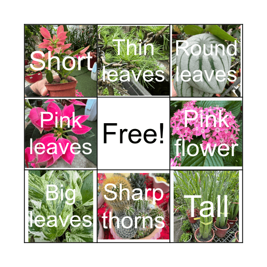 PLANTS Bingo Card