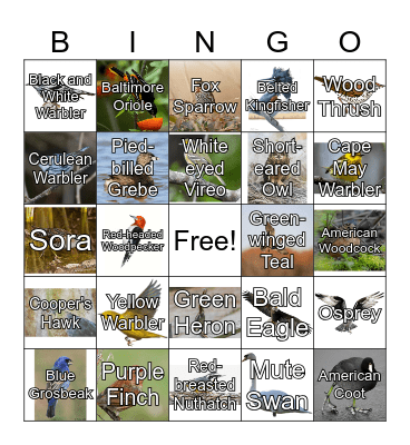 BIRD BINGO Card