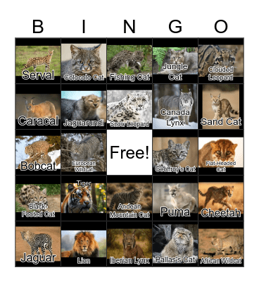 Cat Bingo Card