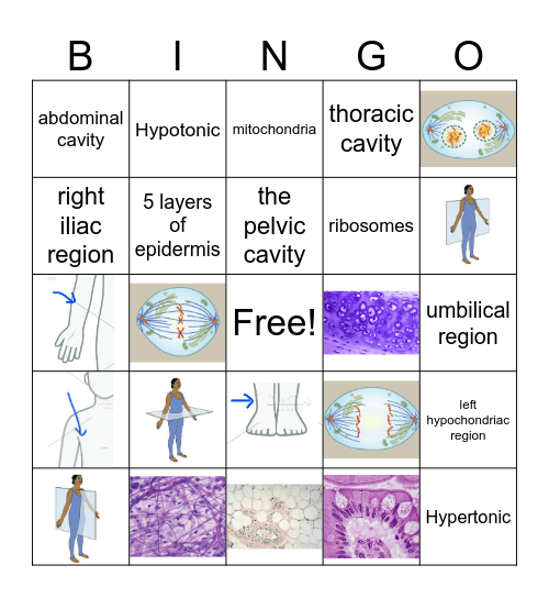 Lab Practical 1 Prep Bingo Card