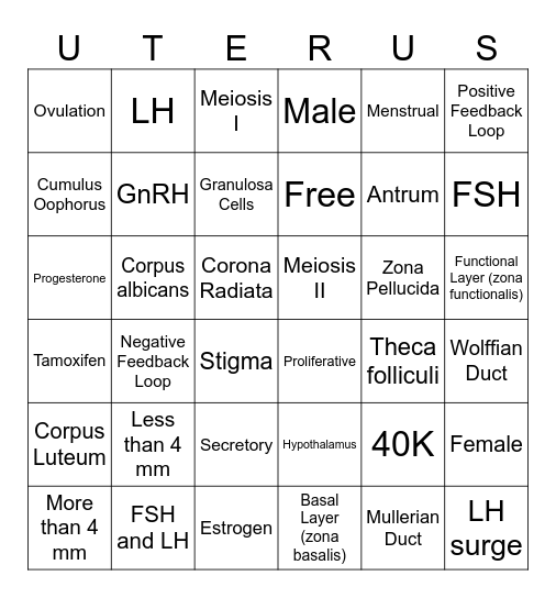 Uterus Physiology Bingo Card
