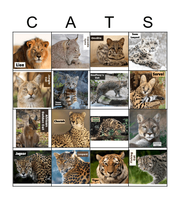 BIG CAT BINGO Card
