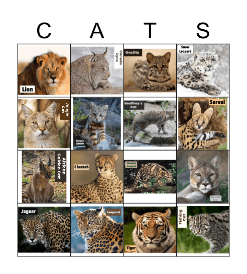BIG CAT BINGO Card