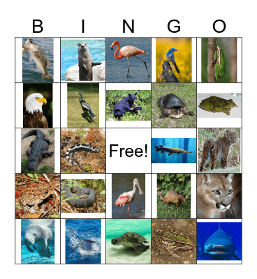 Nature & Wildlife #2 Native Animals Bingo Card