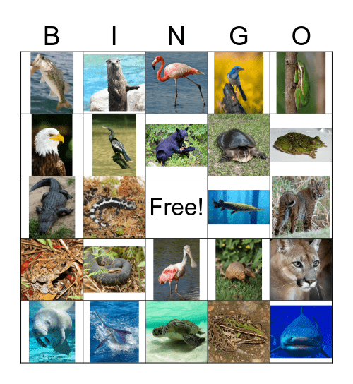 Nature & Wildlife #2 Native Animals Bingo Card