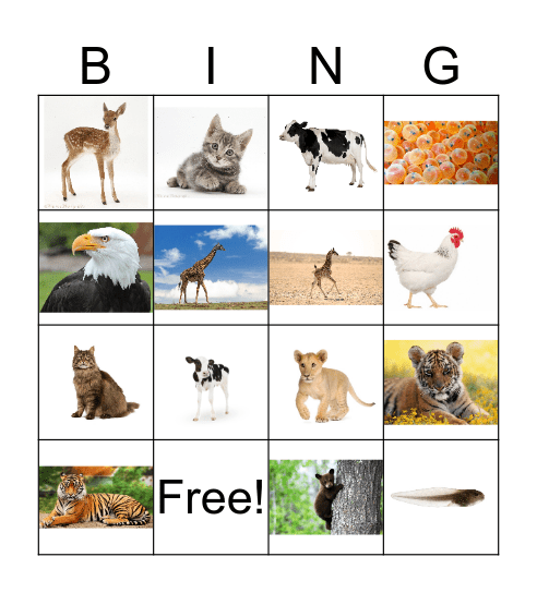 Animal Resemblance Bingo Card