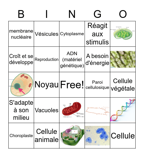 La cellule Bingo Card