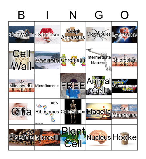 ELS CELL BINGO Card