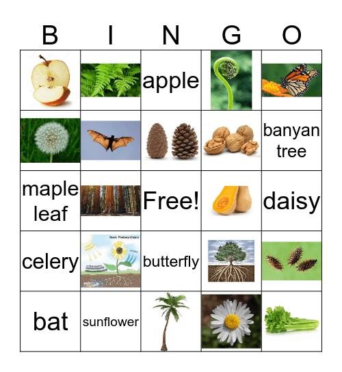 Botany Bingo Card