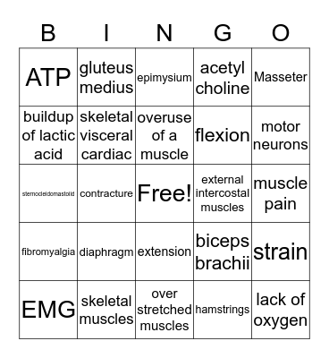 Muscular System Bingo Card