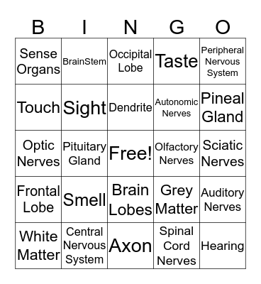 Nervous System Bingo Card
