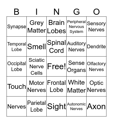 Nervous System Bingo Card