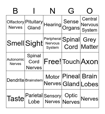 Nervous System Bingo Card