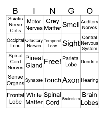 Nervous System Bingo Card