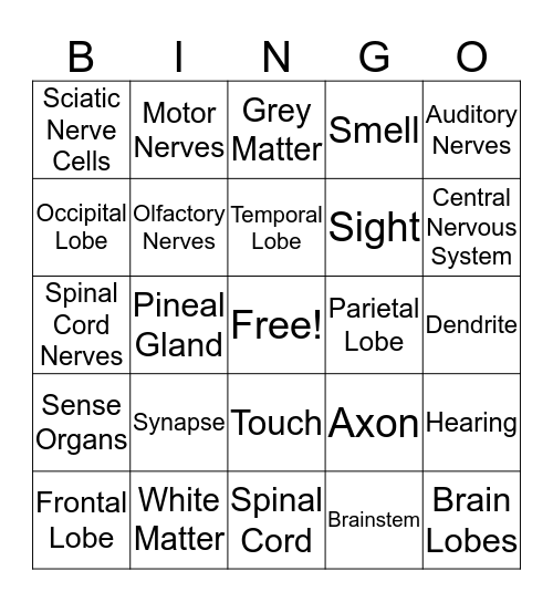 Nervous System Bingo Card
