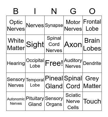 Nervous System Bingo Card