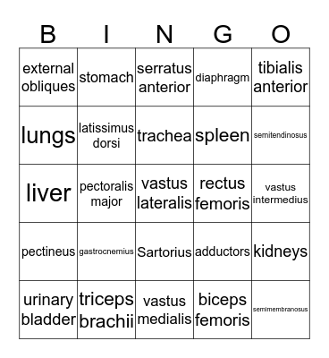 CAT Test Review Bingo Card