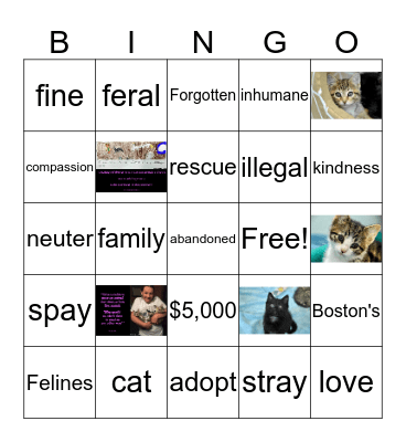 BOSTON'S FORGOTTEN FELINES  Bingo Card