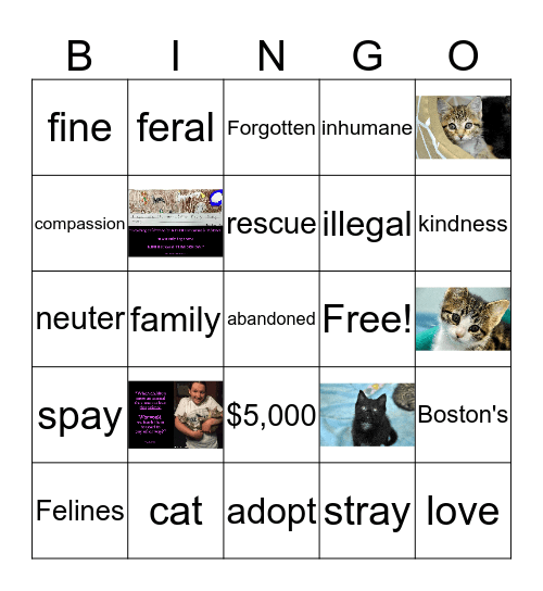 BOSTON'S FORGOTTEN FELINES  Bingo Card