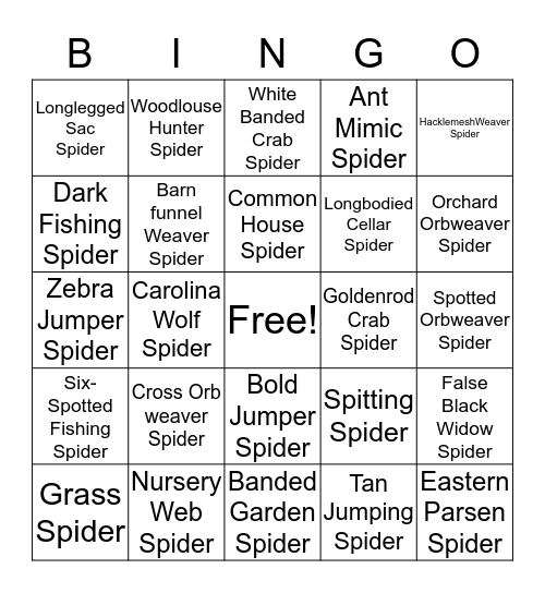 Spiders of Vermont  Bingo Card