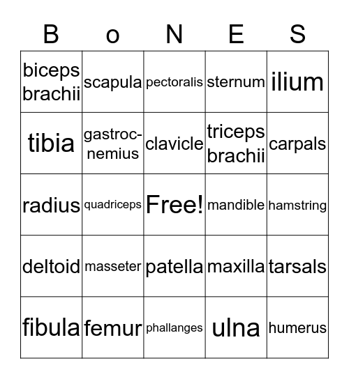Skeletal and Muscles Bingo Card