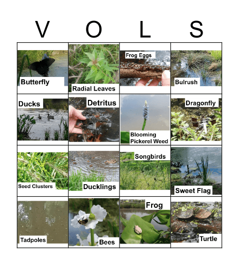 Living Wetlands at the UT Gardens Bingo Card