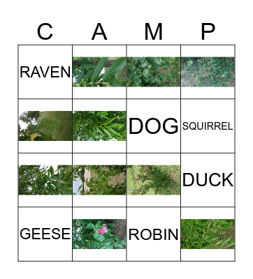 Nature Bingo Card