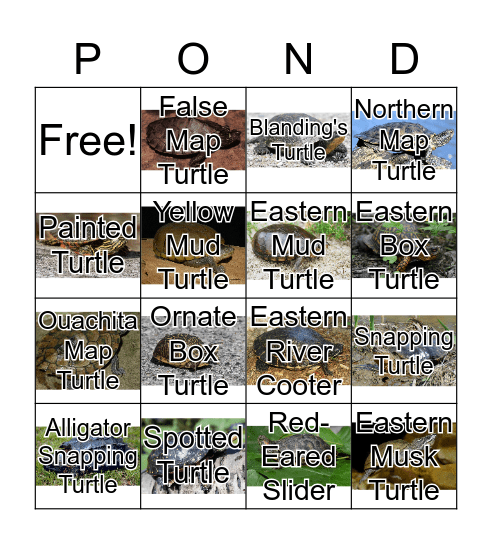 IL Turtle Bingo Card