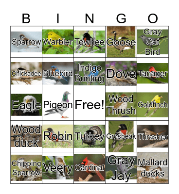 Birds Bingo Card