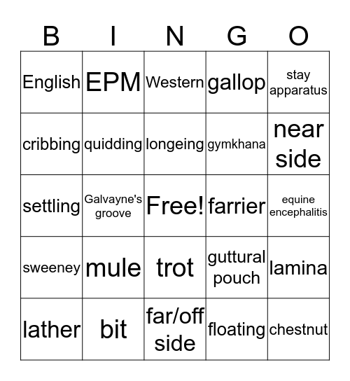 Horse Terms Bingo Card