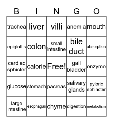 Digestive System Bingo Card
