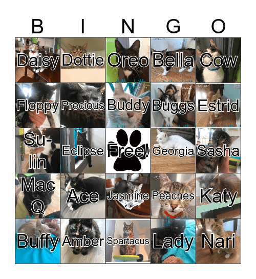 El Gato Bingo Card