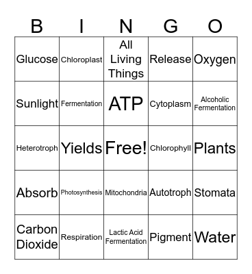 Photosynthesis and Respiration Bingo Card