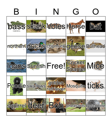 Birthday Fun Bingo Card