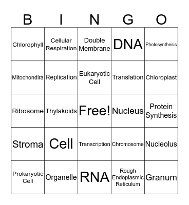 Eukaryotic Cells Bingo Card