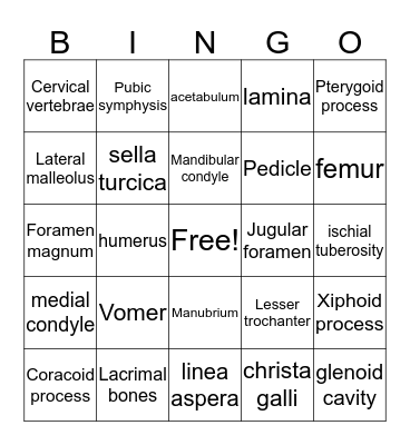 Skeletal System Bingo Card