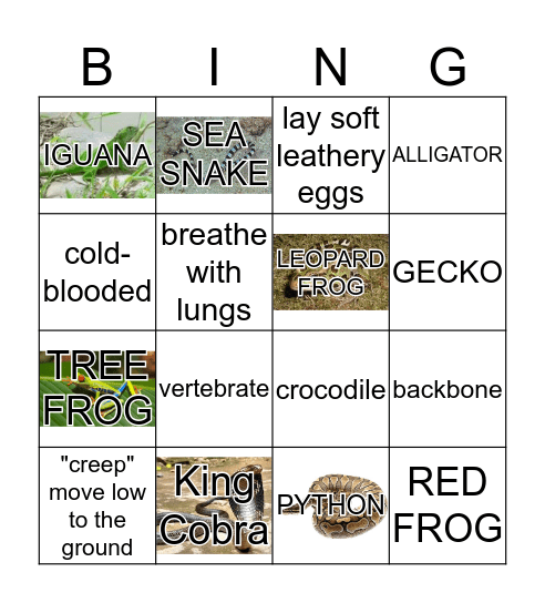 RAGING REPTILES Bingo Card
